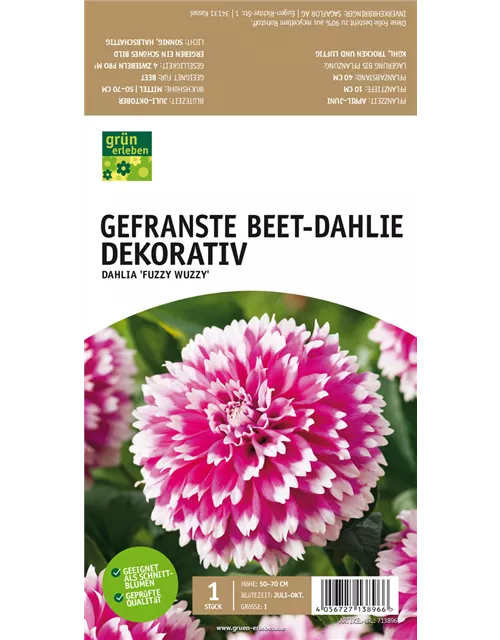 Beet-Dahlie Gefranst