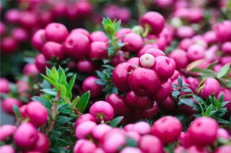 TON IN TON IN DEN HERBST