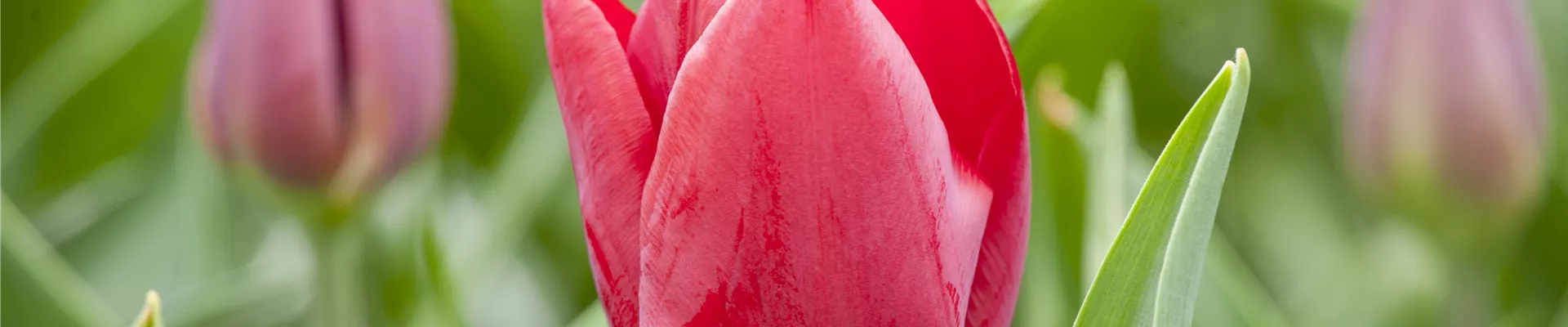 Tulipa 'Pallada'