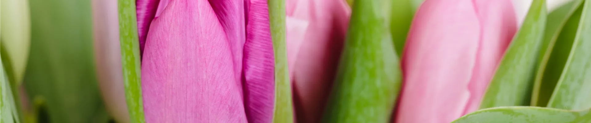 Tulipa