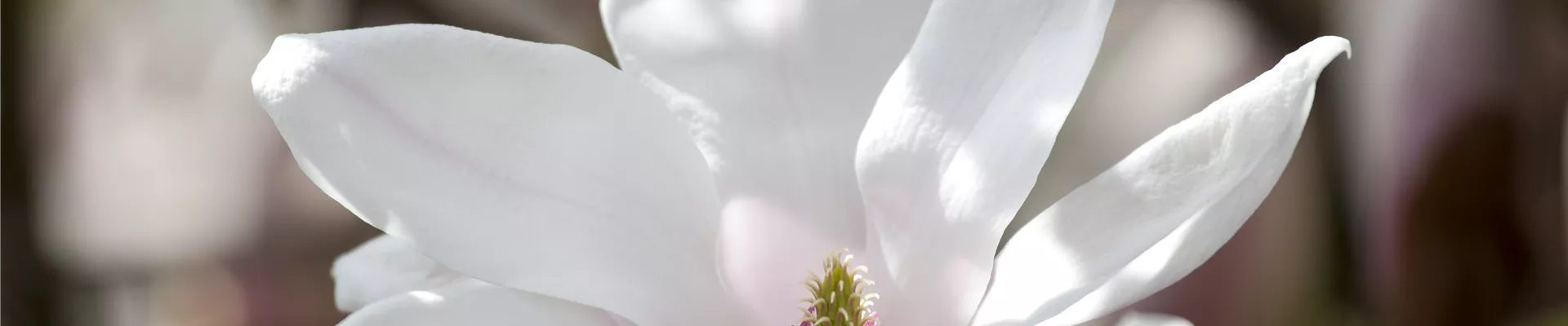 Magnolia x soulangiana 'San Jose'