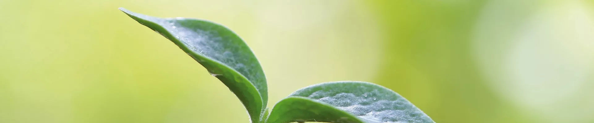 GENUSSGARTEN!