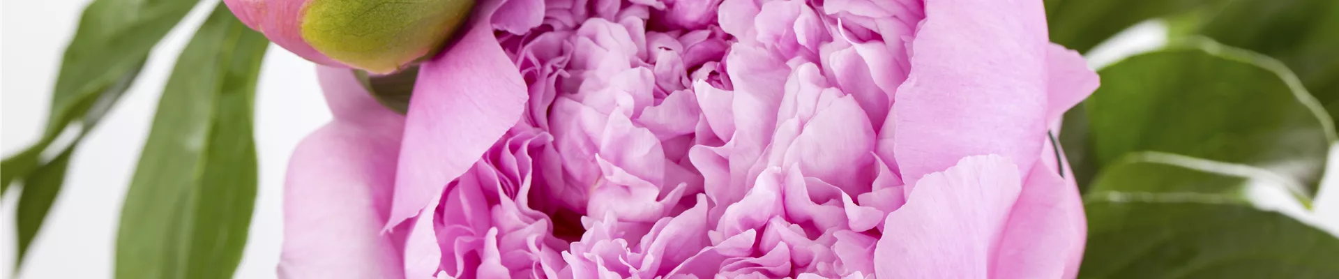 Paeonia lactiflora 'Monsieur Jules Elie'
