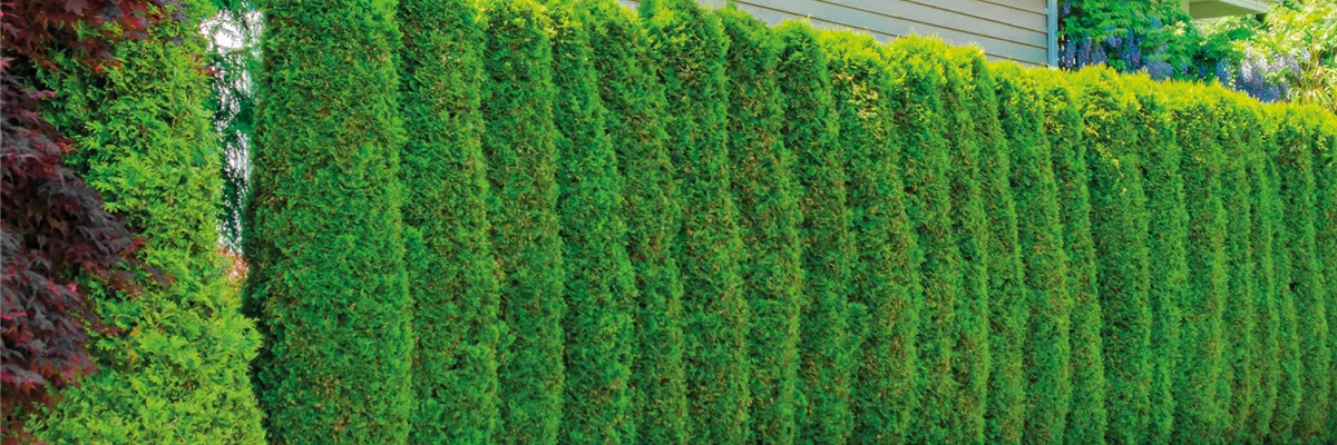 SCHICKE HECKE!