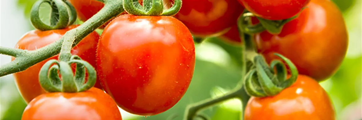 WIE GEHT... TOMATEN PFLEGEN?