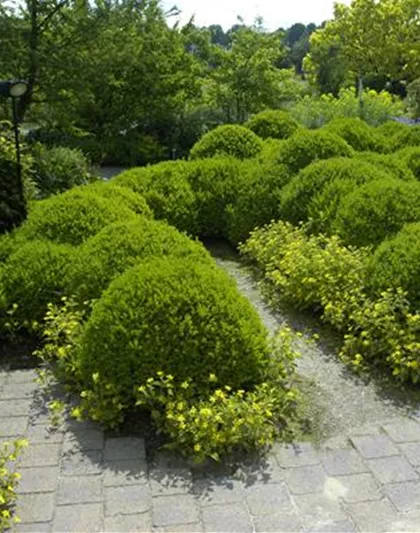 BRAUCHT JEDER BAUERNGARTEN: BUCHS 