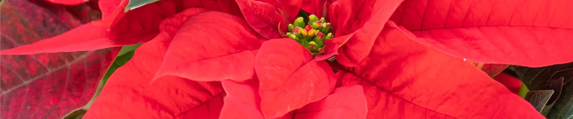Euphorbia pulcherrima, rot