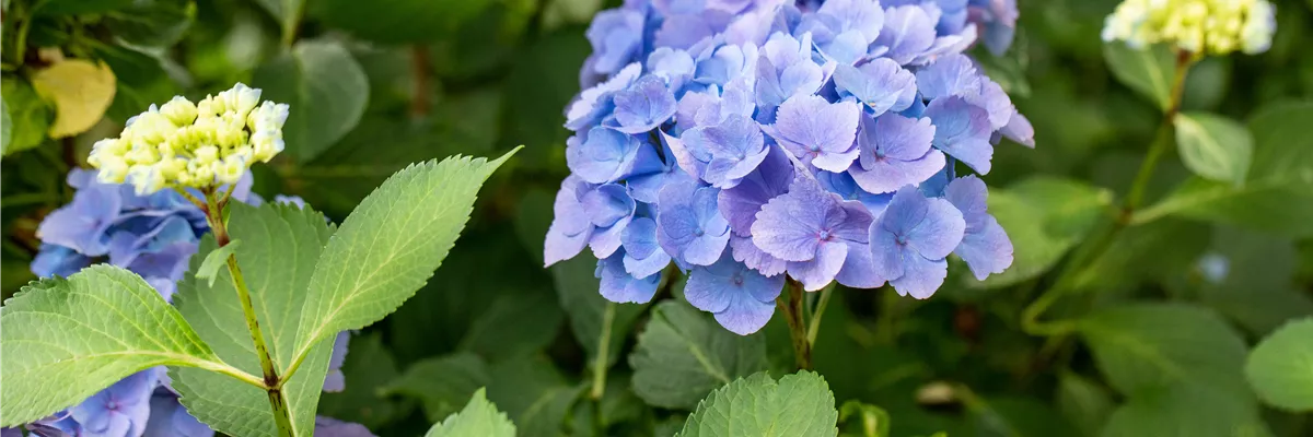 Hydrangea macrophylla 'Forever & Ever'®, blau