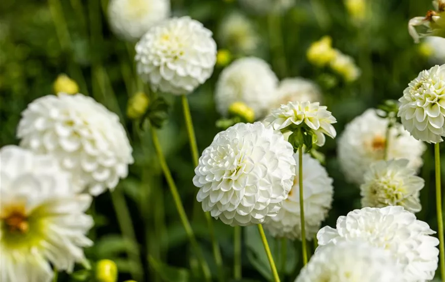 Dahlia 'White Aster' (GS670257.jpg)