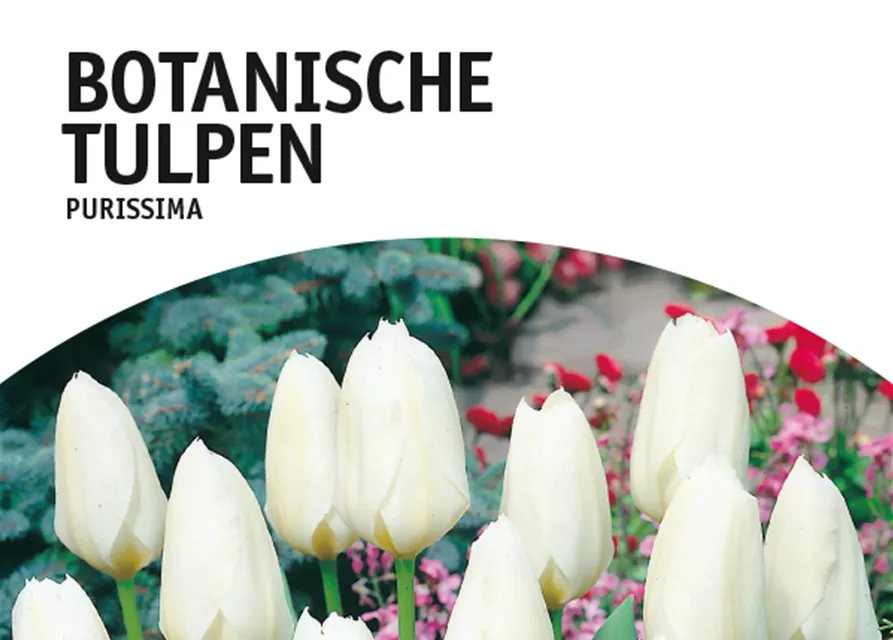 Botanische Tulpen