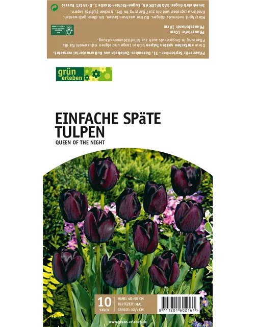 Späte Tulpen