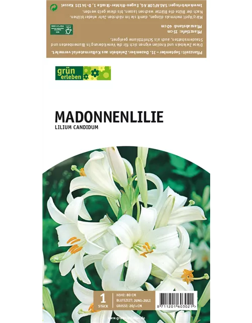 Madonnenlilie