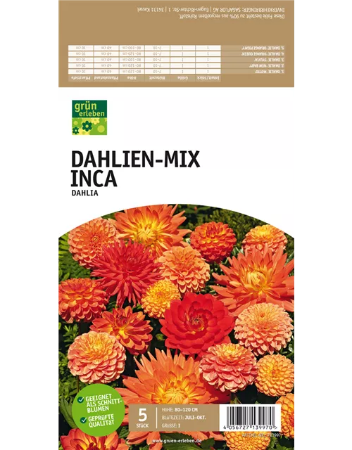 Dahlien-Mix Inca