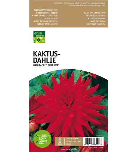 Kaktus-Dahlie