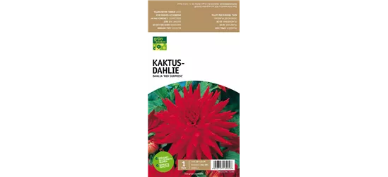 Kaktus-Dahlie