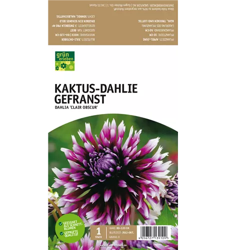 Kaktus-Dahlie Gefranst