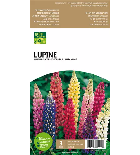 Lupine