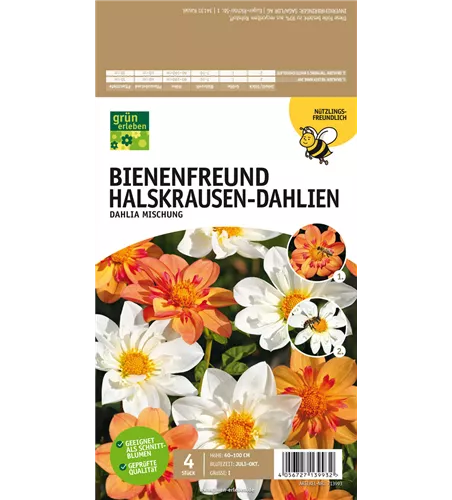 Bienenfreund Halskrausen-Dahlien