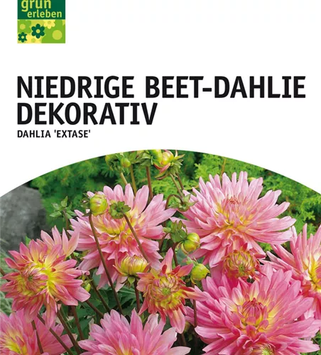 Niedrige Beet-Dahlie, Dekorativ