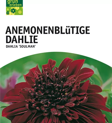 Anemoneblütige Dahlie