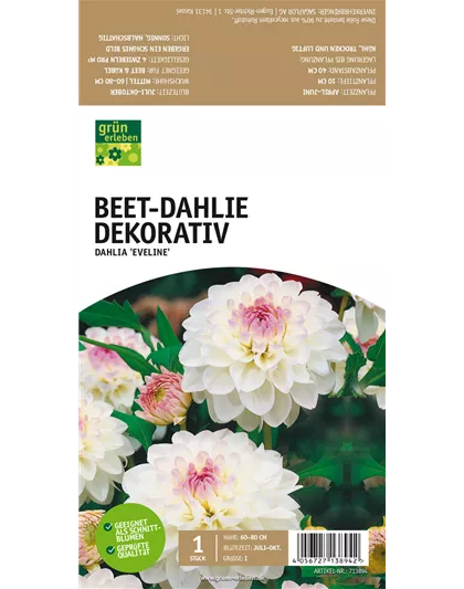 Beet-Dahlie Dekorativ