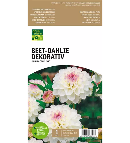 Beet-Dahlie Dekorativ