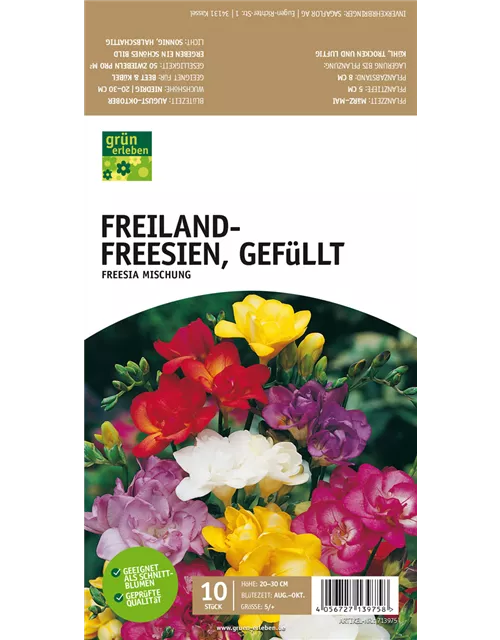 Freiland-Freesien, Gefüllt