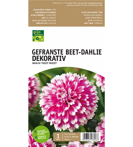 Beet-Dahlie Gefranst