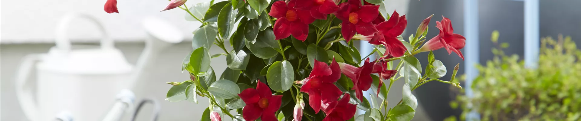 PFLANZE DES MONATS APRIL: DIPLADENIE