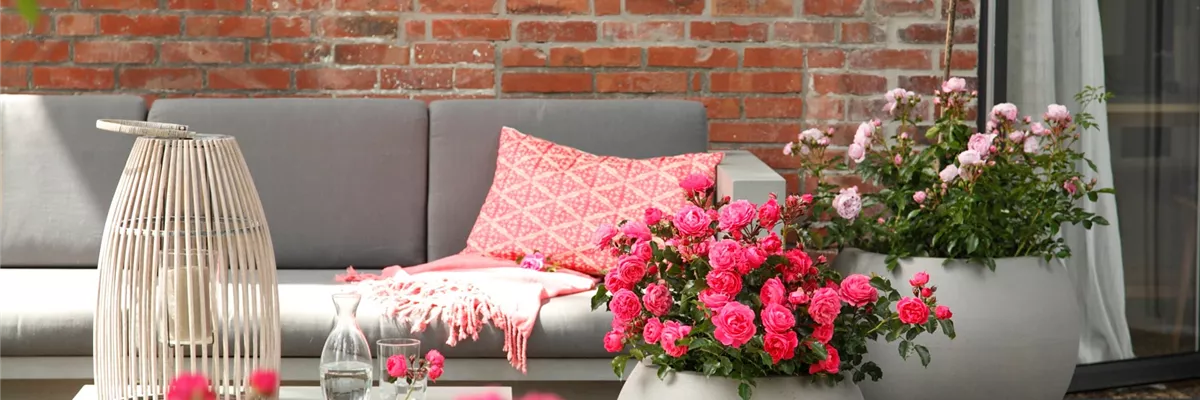 DIE ROSE!
