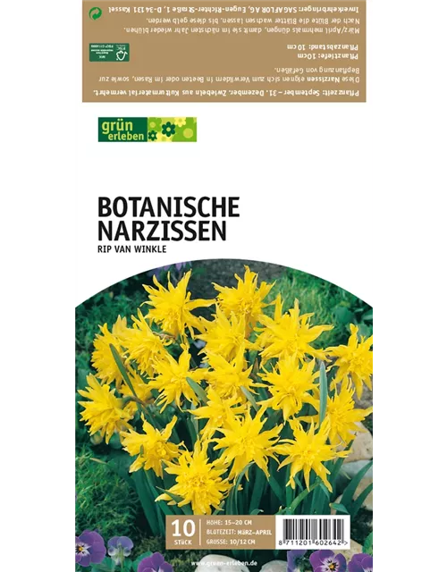 Botanische Narzissen