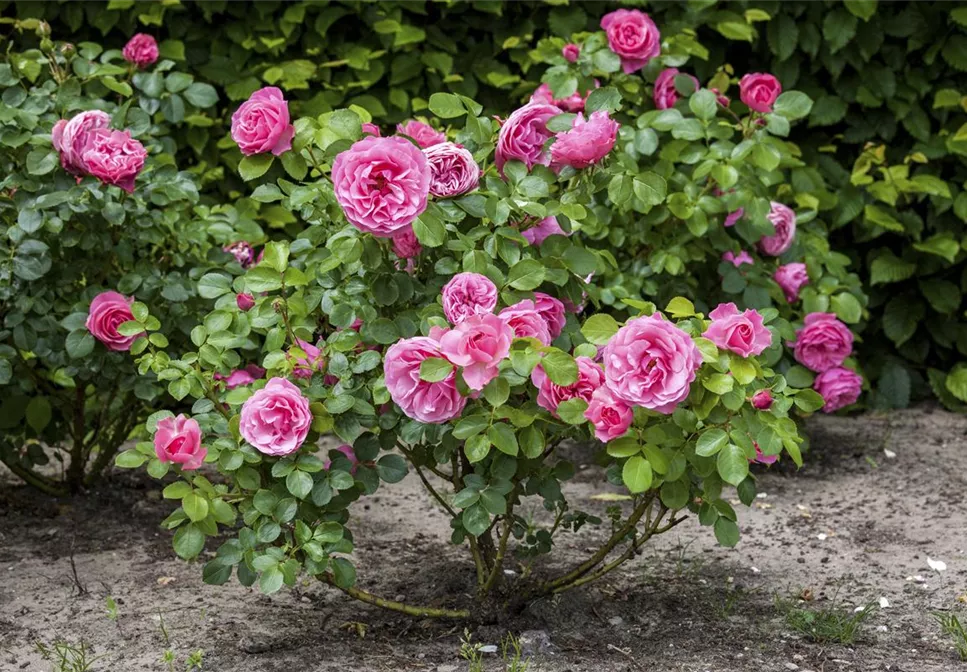 DER OKTOBER - PFLANZZEIT FÜR ROSEN