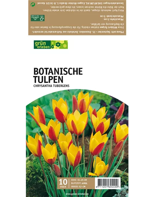 Botanische Wildtulpen