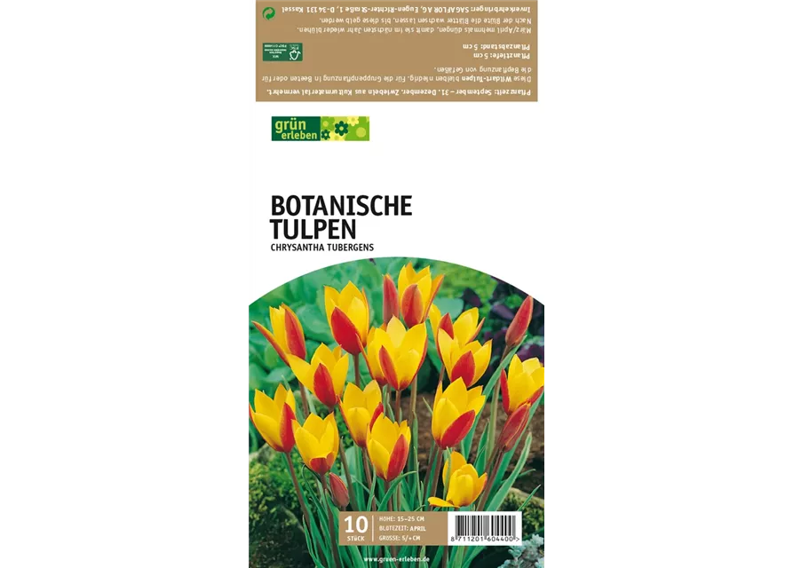 Botanische Wildtulpen