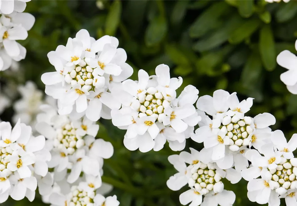 DIE IMMERGRüNE SCHLEIFENBLUME 