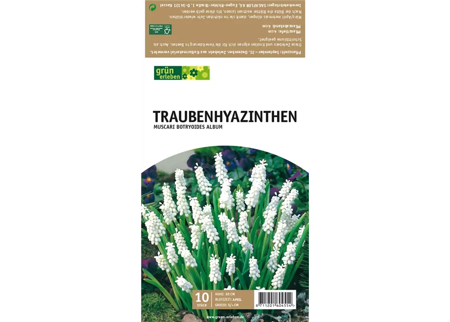 Traubenhyazinthen