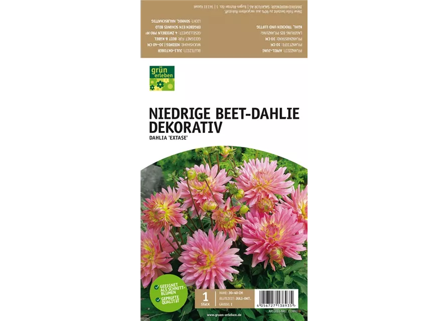 Niedrige Beet-Dahlie, Dekorativ