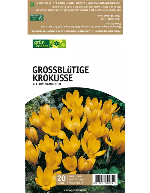 Großblütige Krokusse