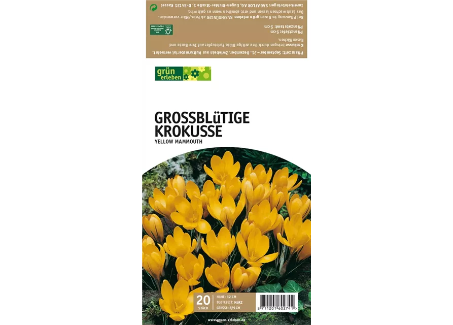 Großblütige Krokusse