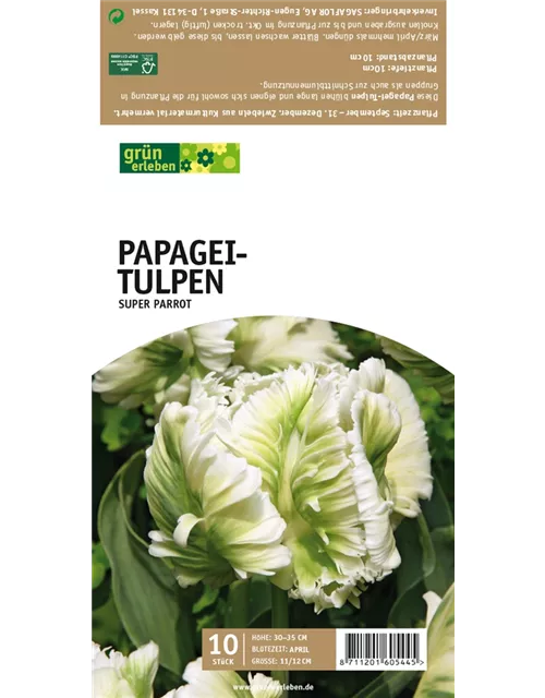 Papagei-Tulpen