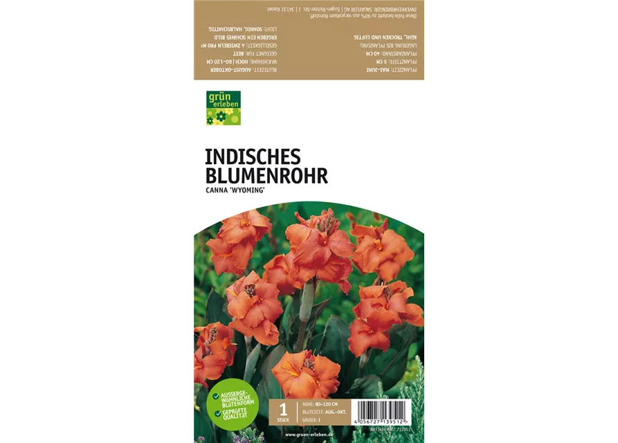 Indisches Blumenrohr