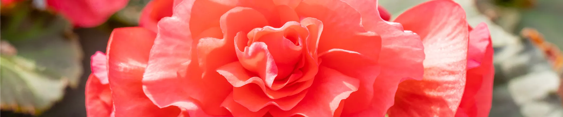 Begonia elatior 'Sunpleasure® Rose'