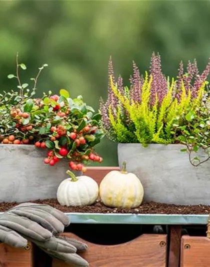 HERBSTLICHE PFLANZIDEEN