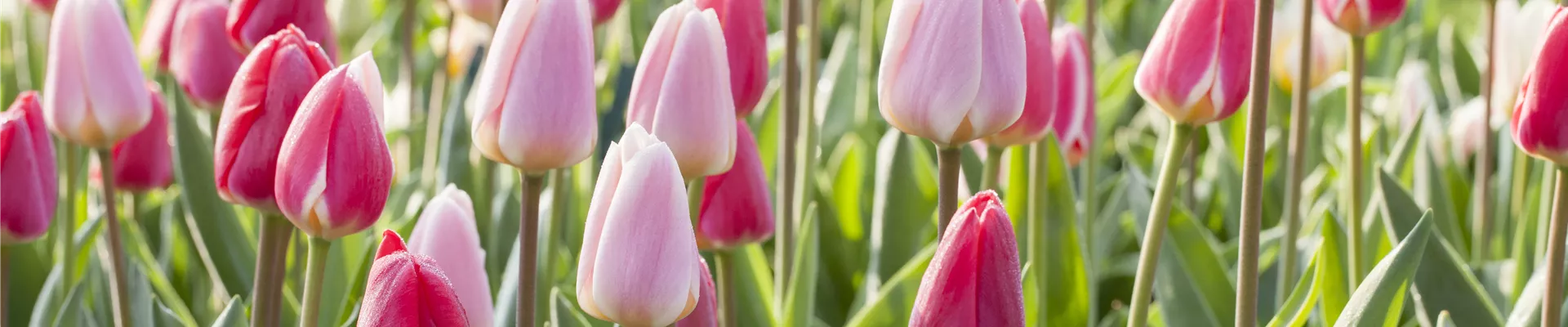 Tulpen
