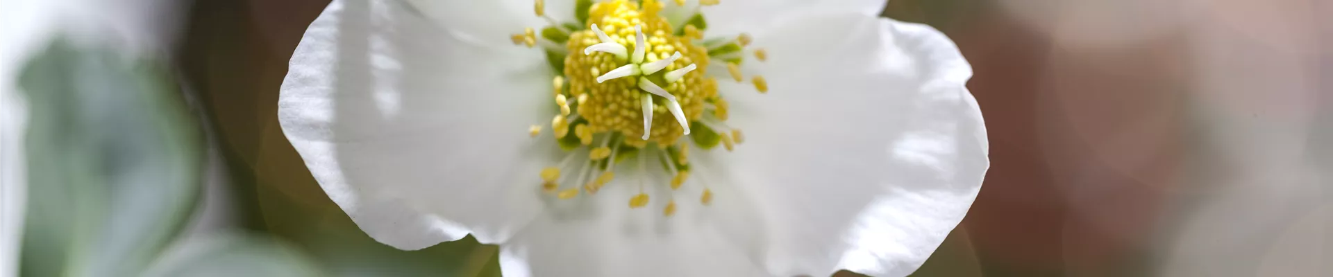 Helleborus niger