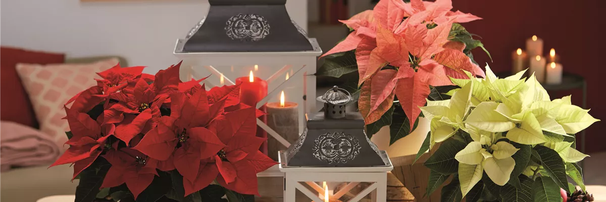 WEIHNACHTSFREUDE üBERALL!