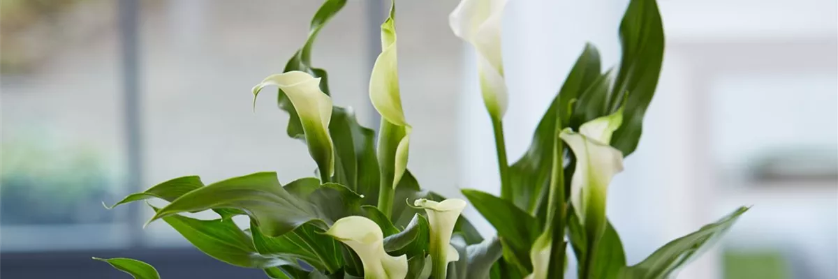 Calla