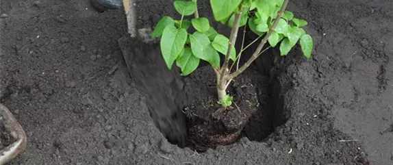 FLIEDER - EINPFLANZEN IM GARTEN