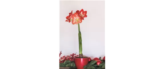 PRACHTVOLLE STERNE! DEKORATIONSWUNDER AMARYLLIS.