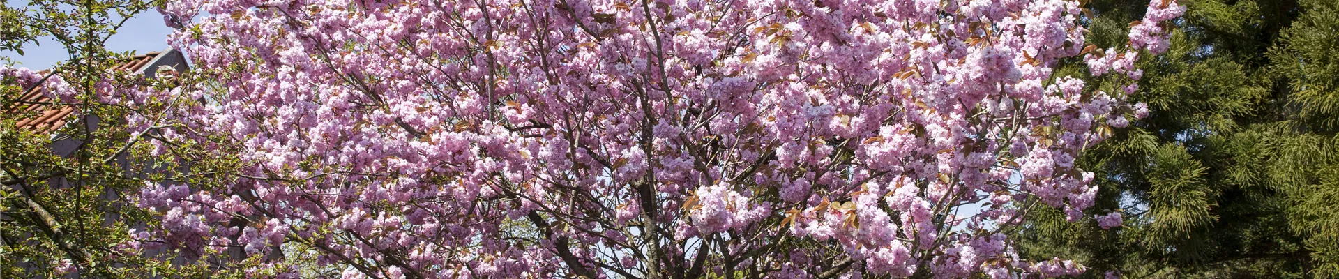 Prunus sargentii